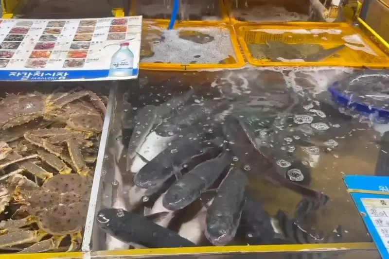 싱싱한 해산물이 가득한 수조