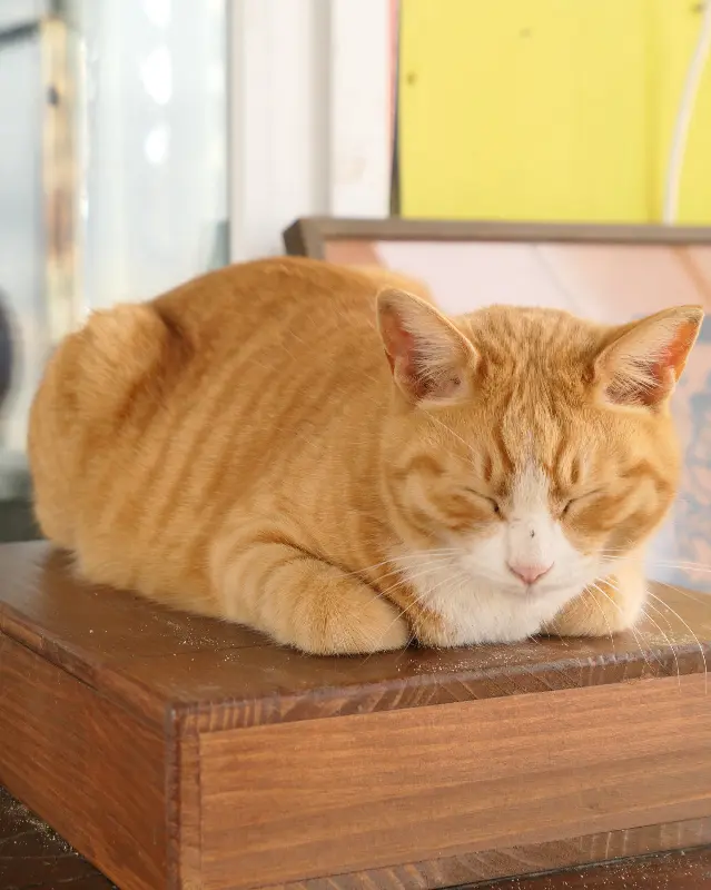 가게 안에서 잠을 자고 있는 고양이