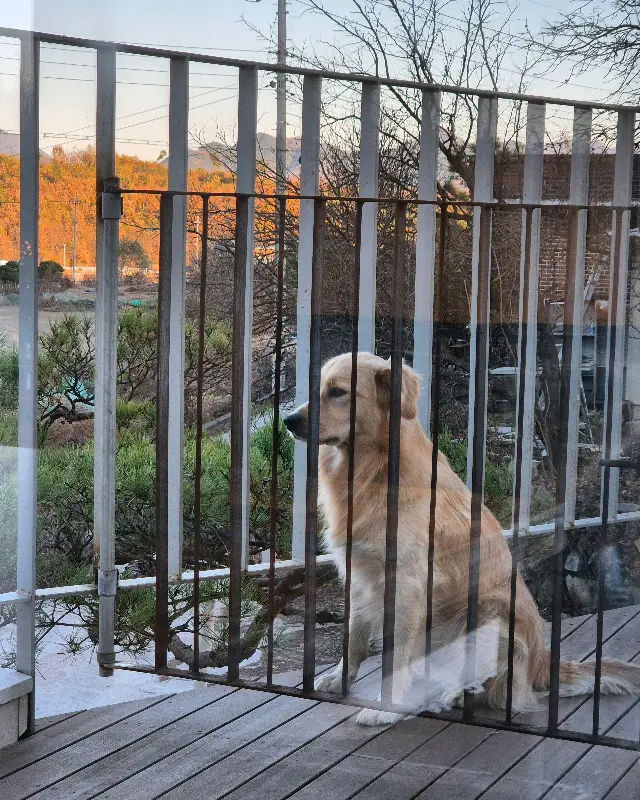 카페 마스코트견 골든 리트리버 가루