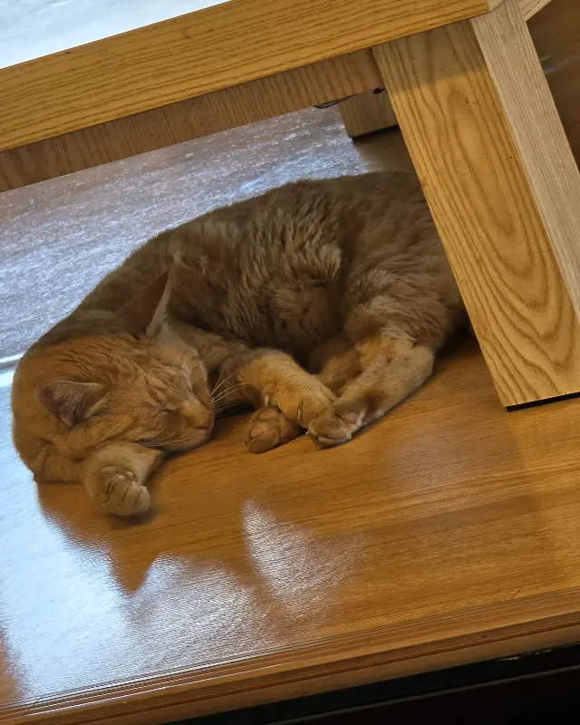 테이블 아래에서 잠자는 고양이