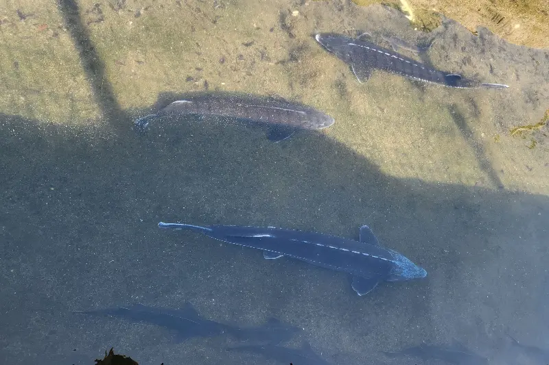 연못에서 유영하는 송어떼