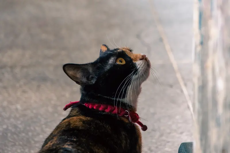 길고양이가 올려다보는 모습