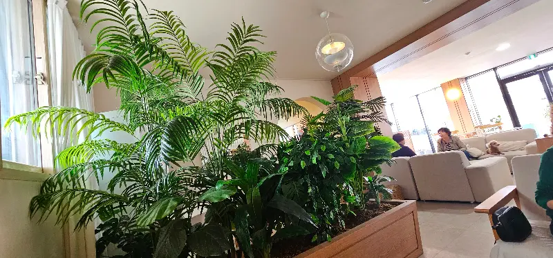 카페 내부의 식물 인테리어. 싱그러운 식물들이 실내를 더욱 쾌적하게 만들어준다.