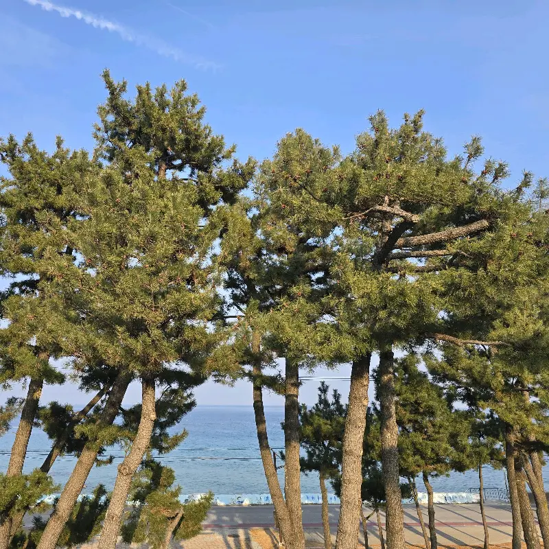 푸른 바다와 소나무 숲