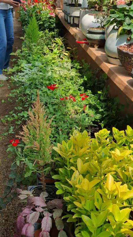 다양한 식물들이 진열된 모습