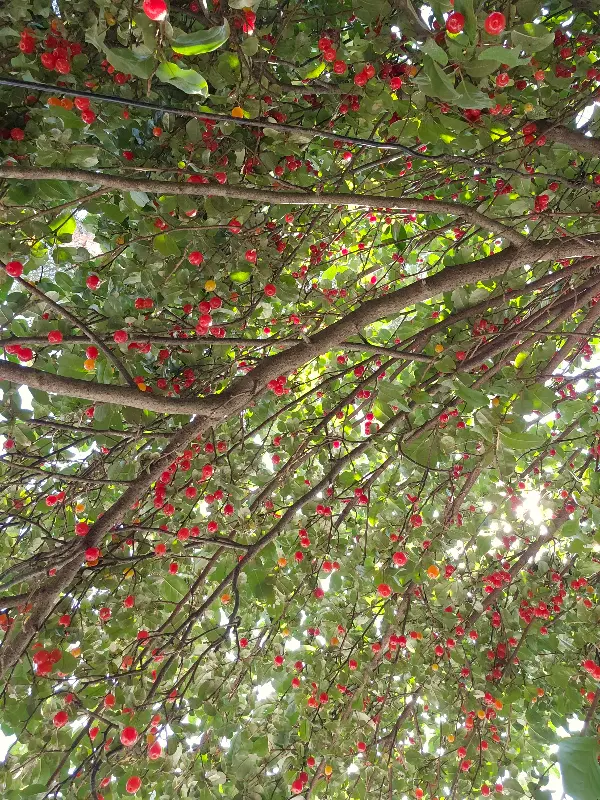 탐스럽게 열린 보리수 열매의 모습