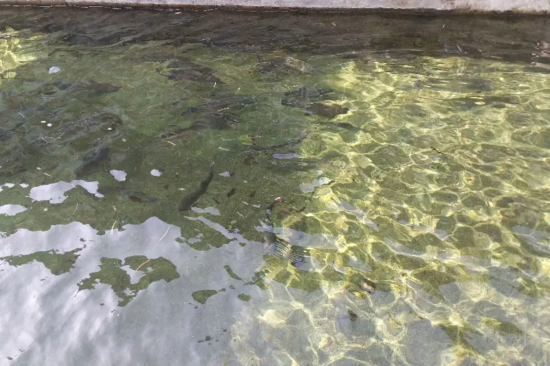 맑은 물 속에서 유영하는 송어들의 모습