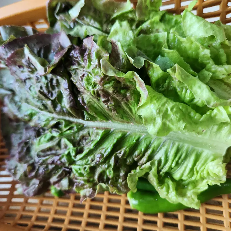 싱싱한 쌈 채소