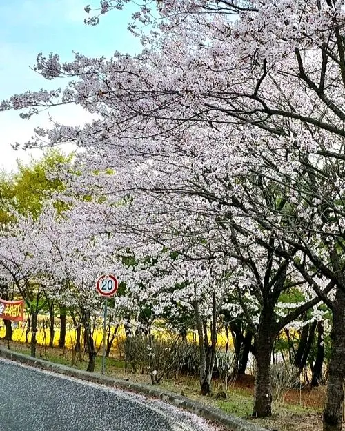 울산 울기공원 일산지의 아름다운 벚꽃 풍경