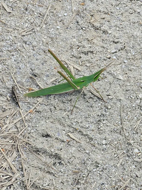 식당 앞 풀밭의 풀벌레