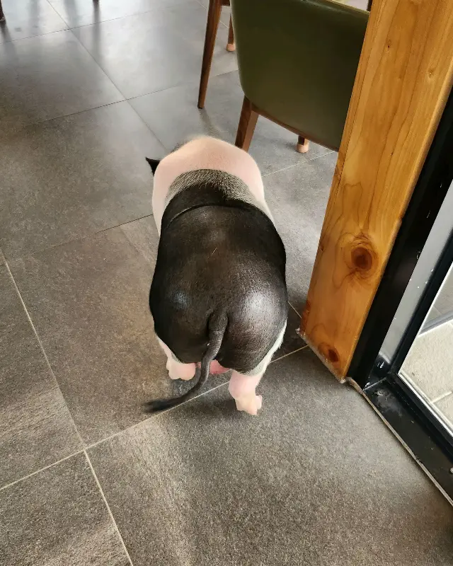 카페에 사는 귀여운 돼지