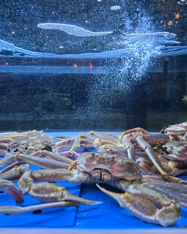 수족관 속 싱싱한 대게