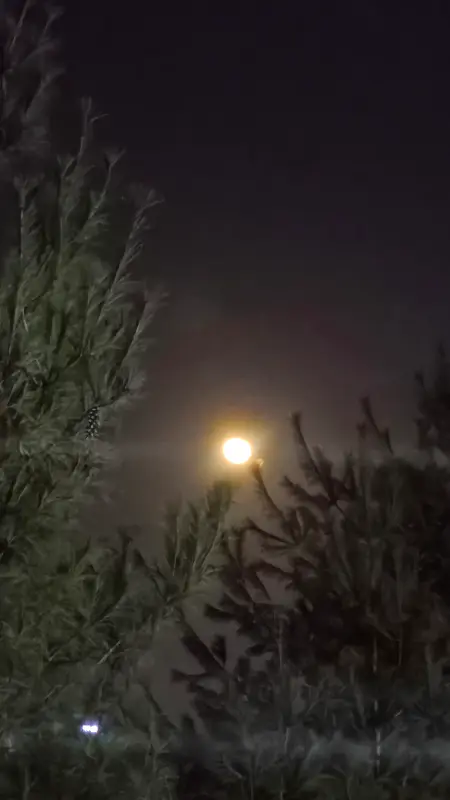 매콤달콤한 제육볶음