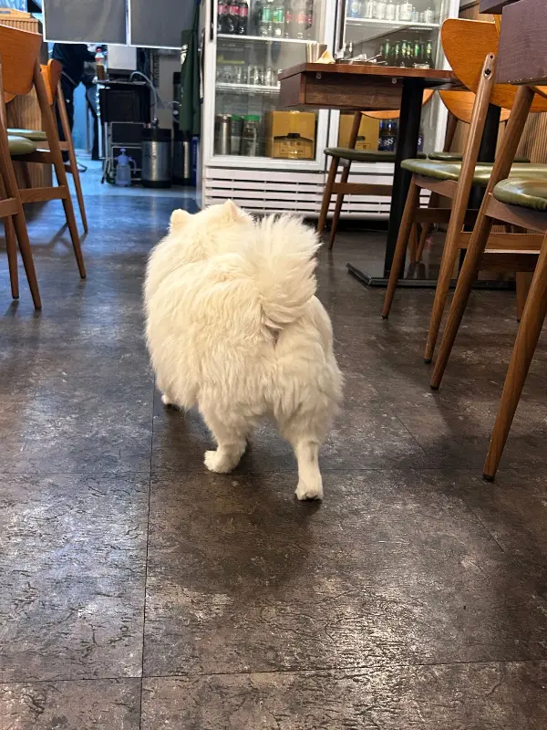 갈비 누룽지 통닭