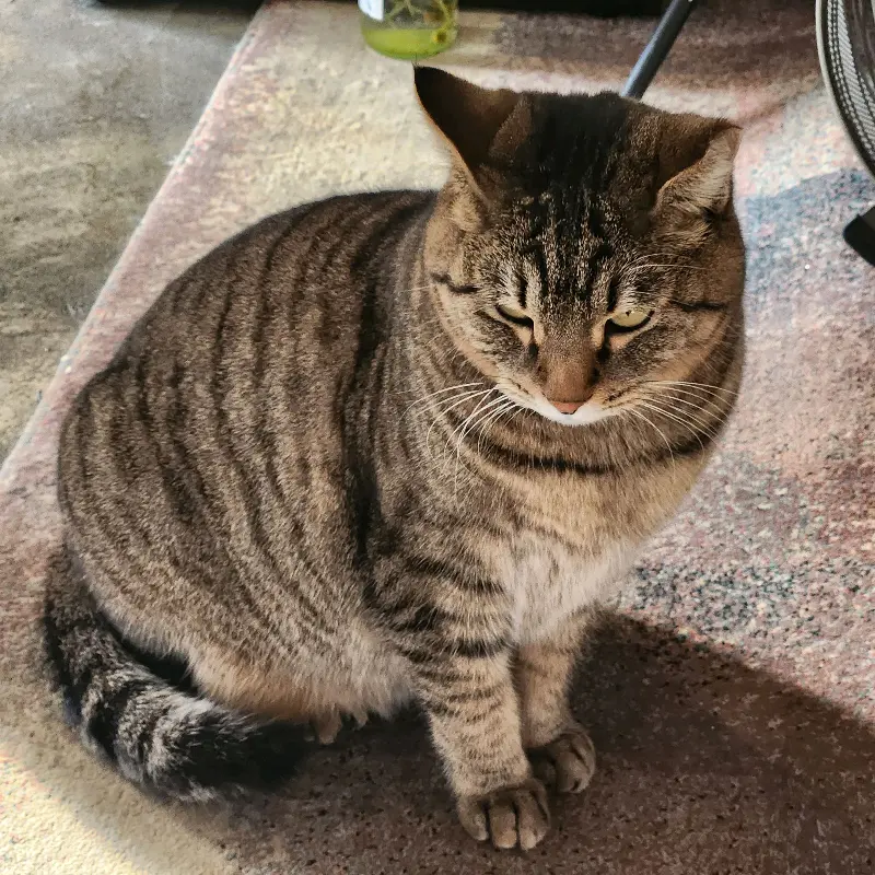 앉아있는 고양이