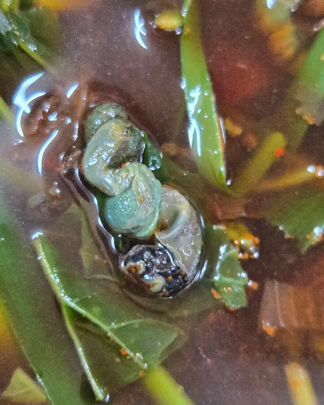 올갱이의 모습이 클로즈업된 사진