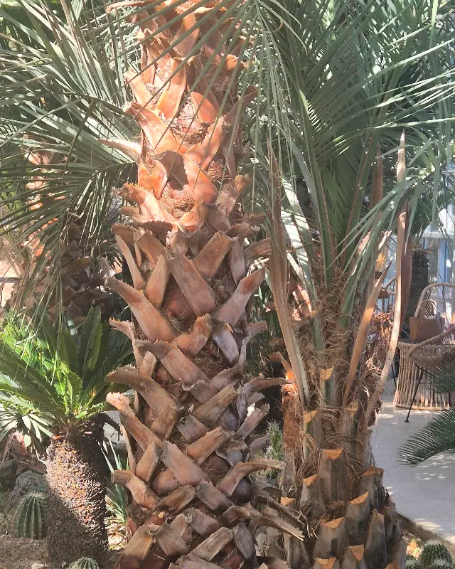 카페 내부의 야자수