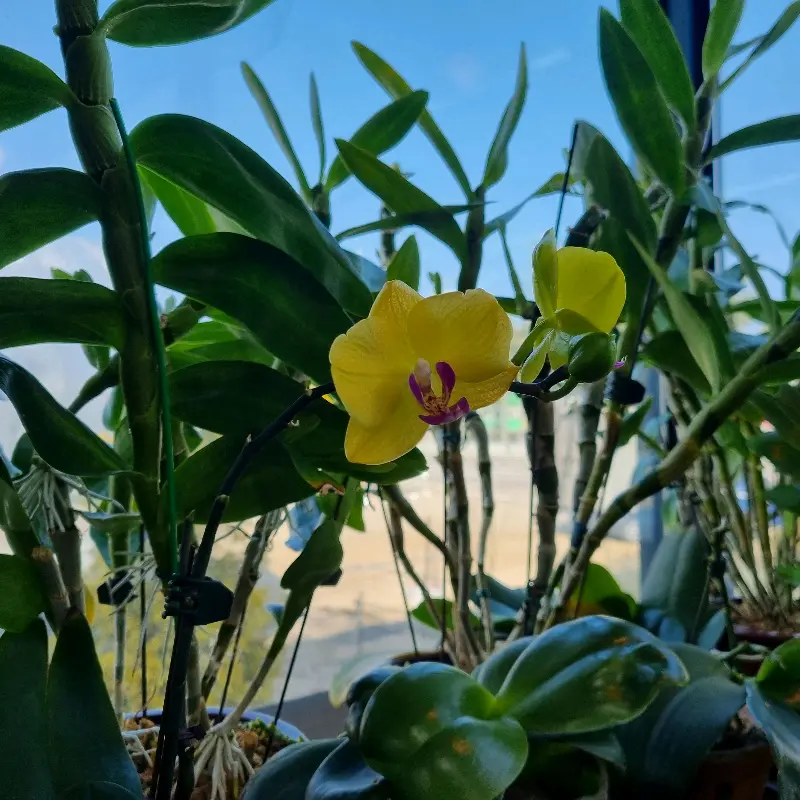 식당 내부 꽃 장식