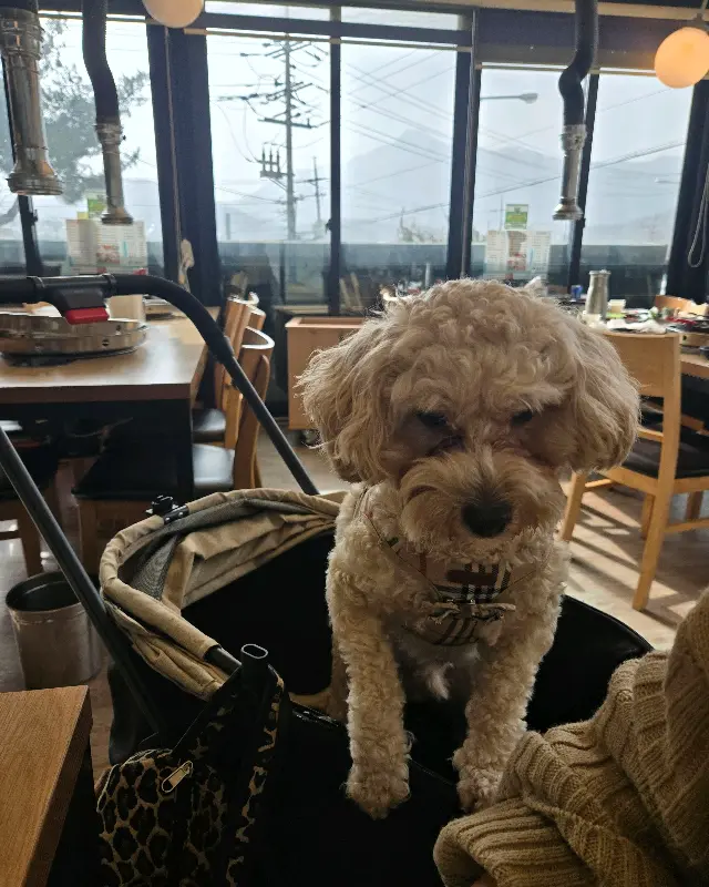 애견 유모차에 앉아있는 강아지