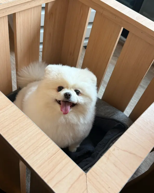 강아지 케이지 안에서 편안하게 쉬고 있는 강아지