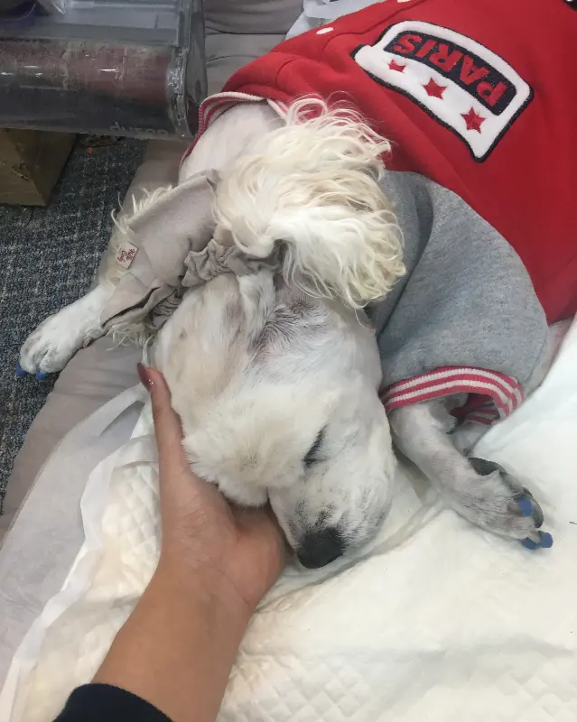 강아지를 쓰다듬는 손