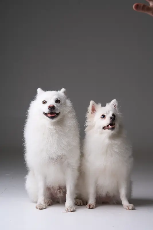 귀여운 강아지 두 마리가 나란히 앉아있는 모습