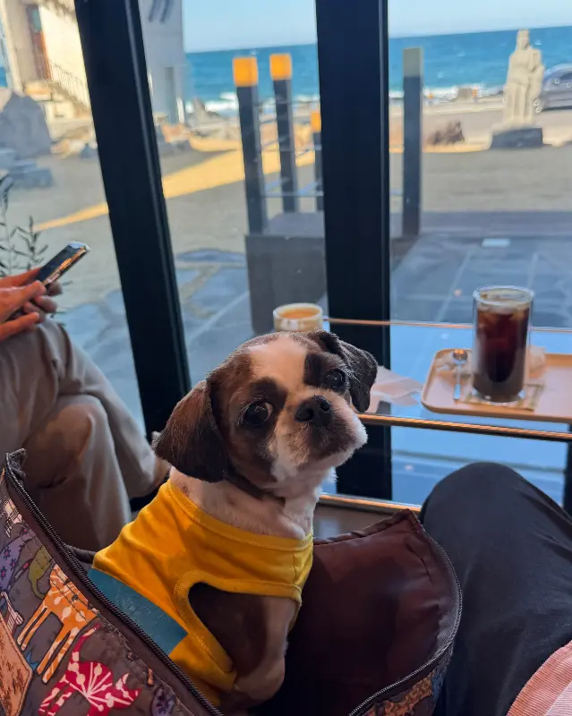 강아지 동반 가능한 카페씨닉