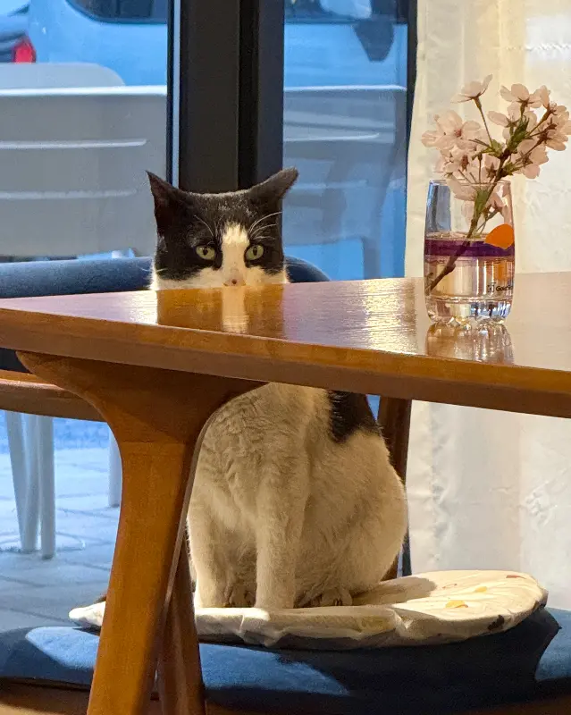 자메뷰 마스코트 고양이 춘삼이