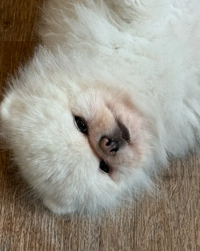 바닥에 누워있는 귀여운 강아지