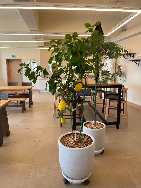 카페 내부의 레몬 나무