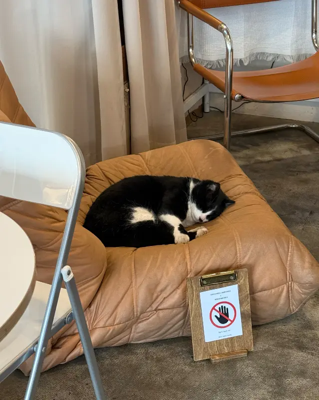 카페 고양이