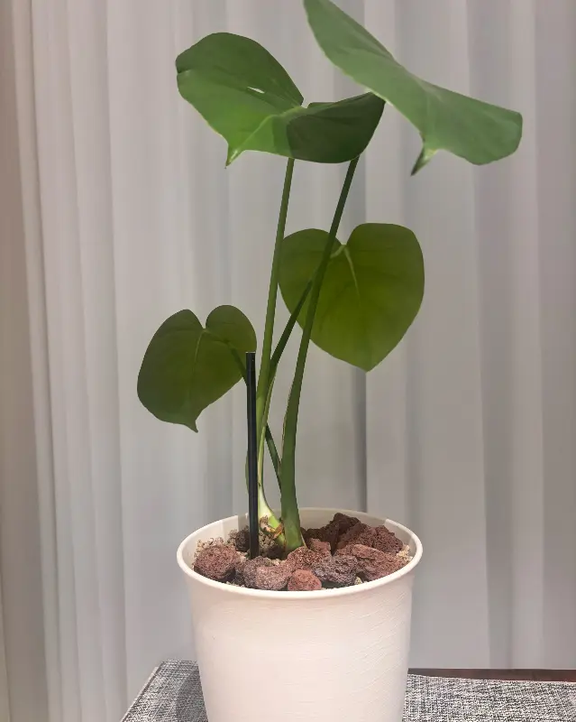 싱그러운 화분이 놓여진 실내