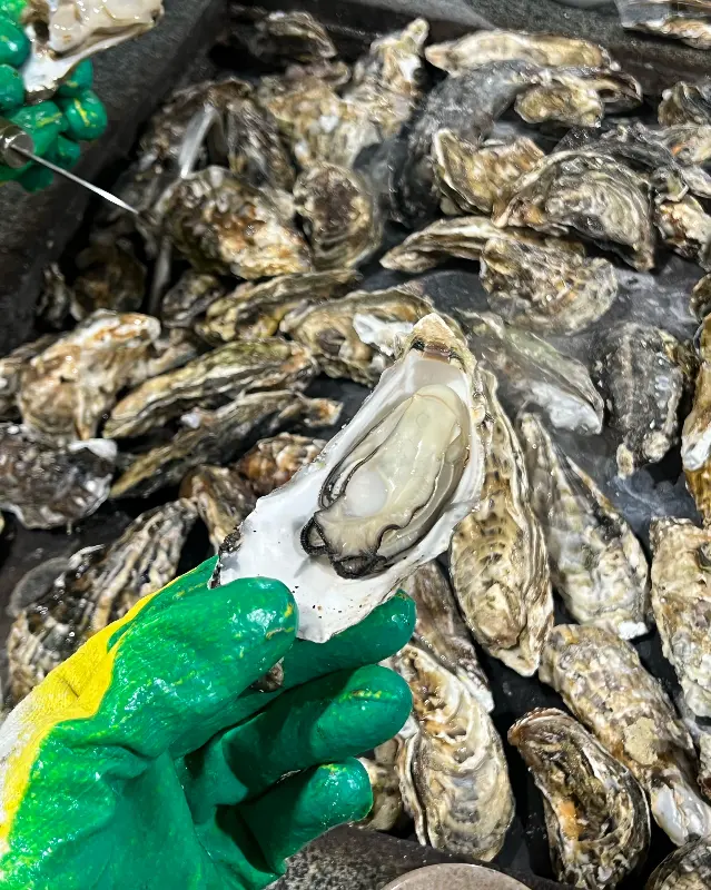 탱글탱글 신선한 굴