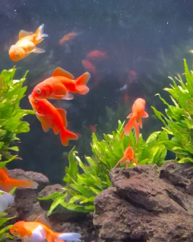 수족관 속 금붕어들