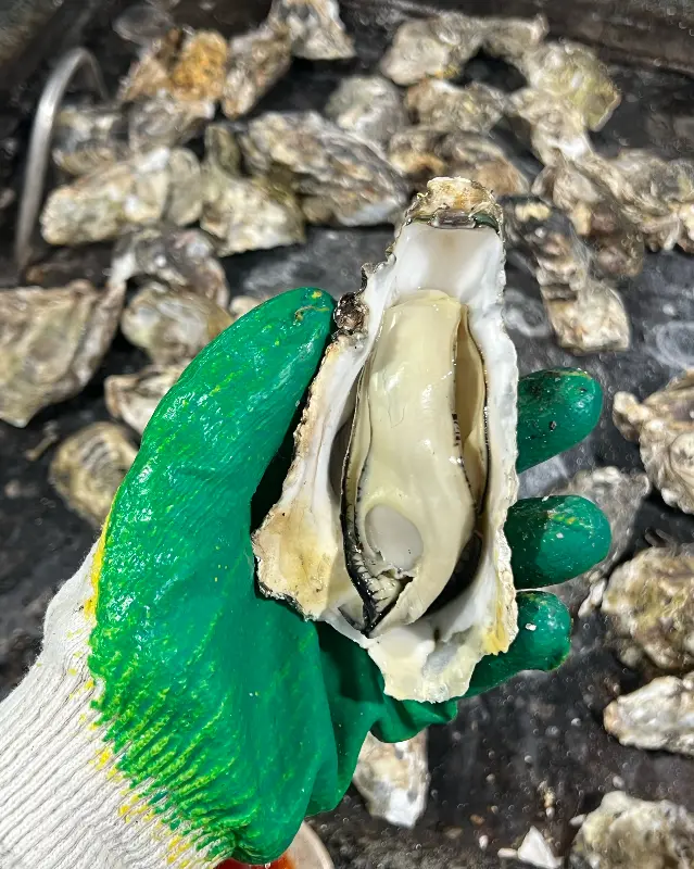 신선함이 느껴지는 굴 알맹이