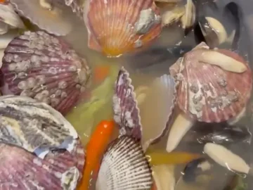 서산 호수공원의 숨겨진 보석, 택이네에서 맛보는 조개전골의 풍미