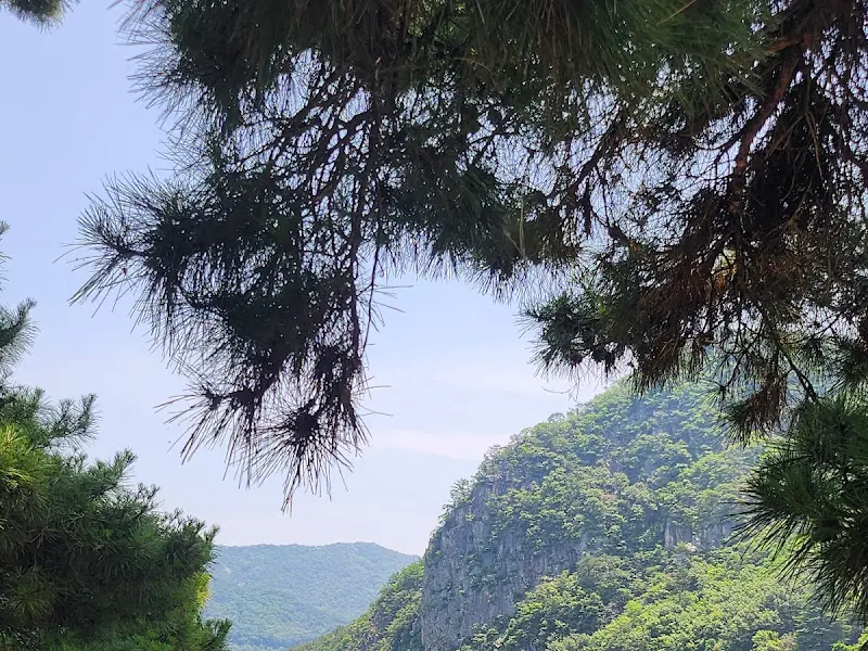 소나무 가지 사이로 보이는 푸른 산