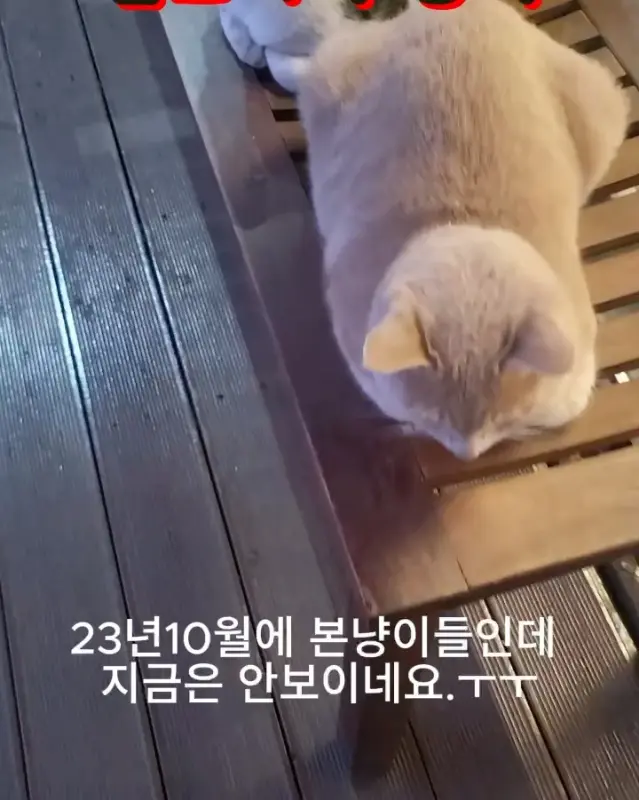 고양이