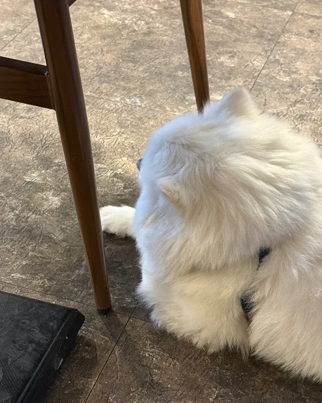 귀여운 마스코트 강아지 품바