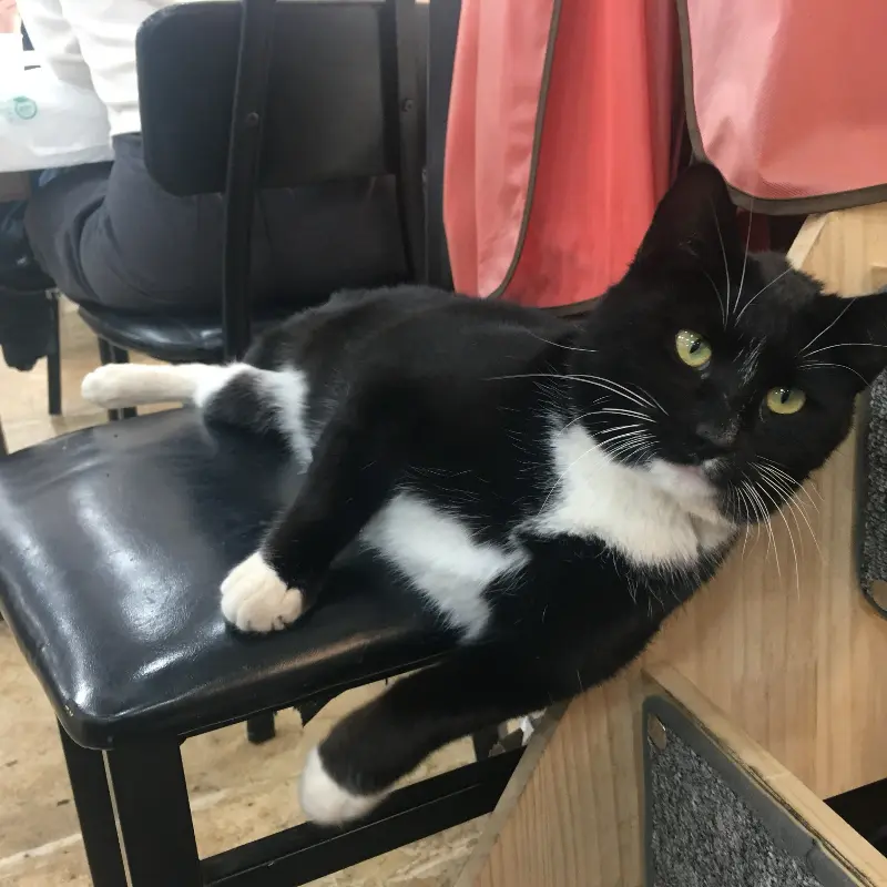 테이블 옆 의자에 누워있는 검은 고양이