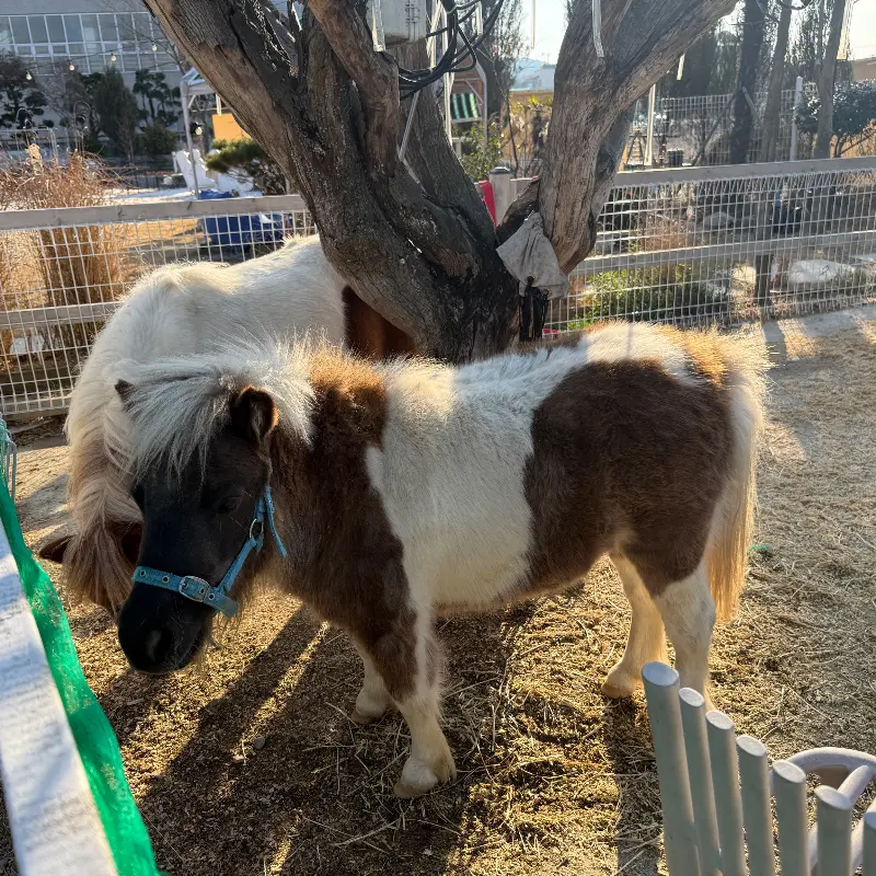헤이블루의 귀여운 조랑말