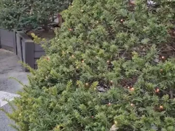 봉화산 아래 숨겨진 보석, 원주 오리 맛집! 20년 전통의 숯불 로스구이 레전드!