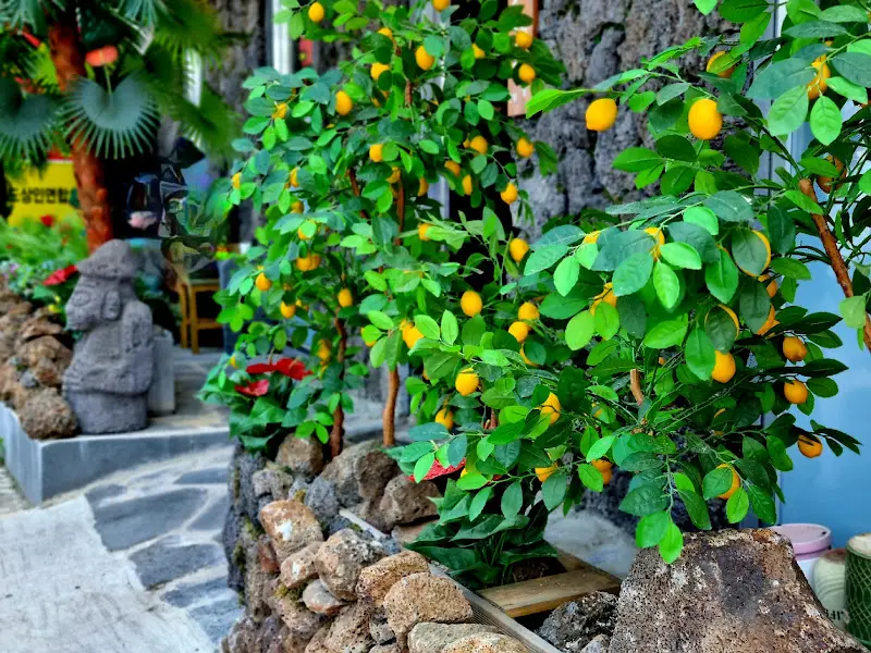 돌담과 레몬 나무