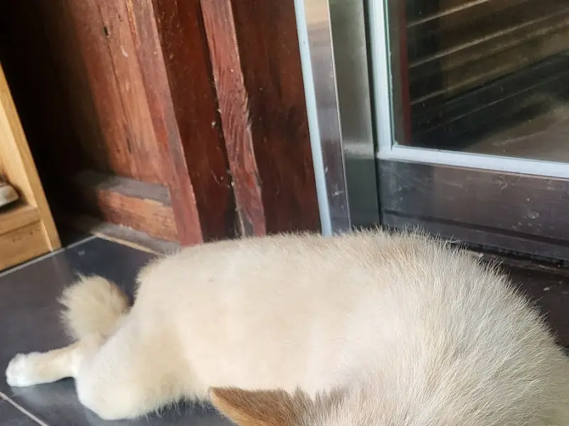 가게 한켠에서 쉬고 있는 강아지 돌이