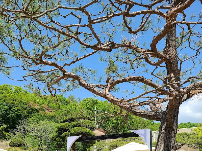 식당 정원의 나무