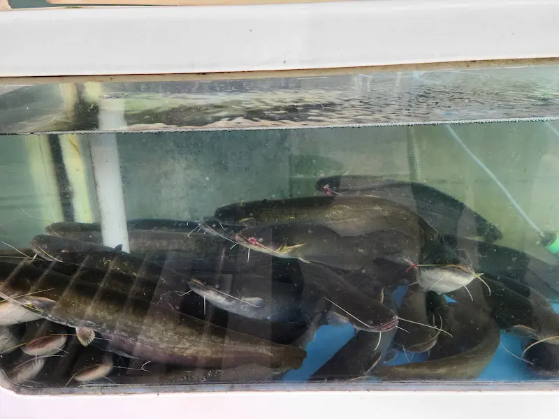 수족관에 있는 메기