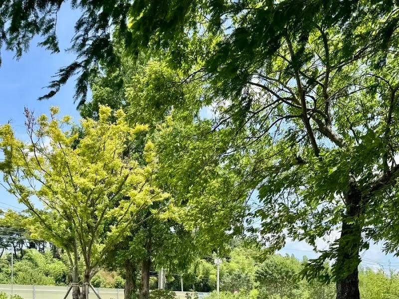 테라스 주변 나무들