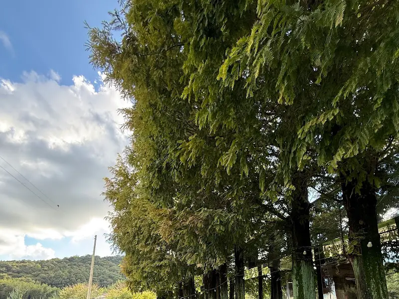 카페 옆 메타세쿼이아 길