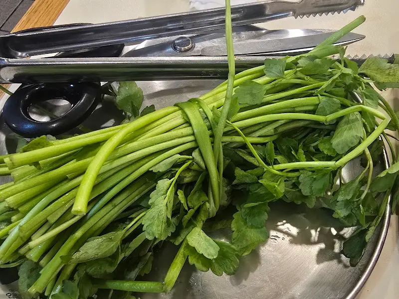 싱싱한 미나리의 모습