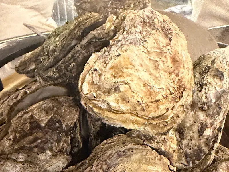 탱글탱글한 굴의 자태